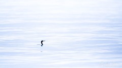 Cormoran dans sa mer de soie