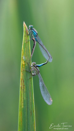 Accouplement de demoiselles