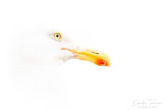 Gullmineux
