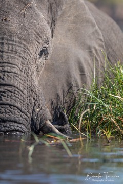 Un éléphant, ça trempe énormément