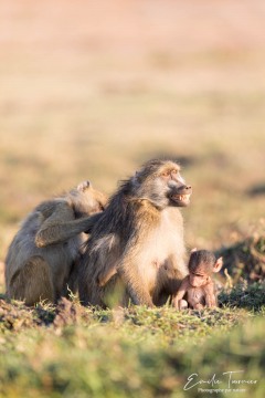 Portrait de famille