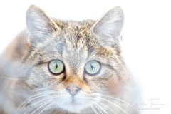 Regard attentif