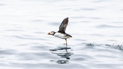 Danseur sur patte
