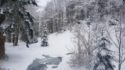 Enclos des lynx - Bayerischerwald