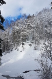 Enclos des lynx - Bayerischerwald