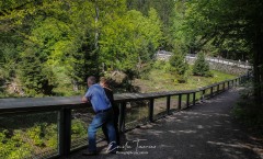 Enclos des ours - Bayerischerwald