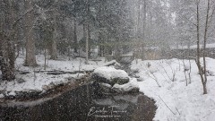 Enclos des loutres - Bayerischerwald