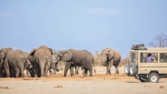 Eléphants à un point d'eau - Savuti