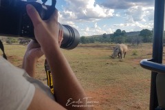 Vue sur un rhinocéros