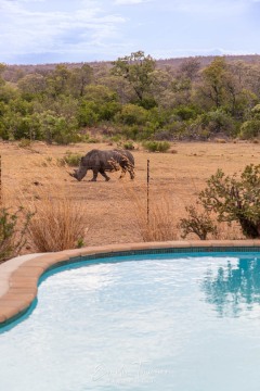 Vue de la piscine