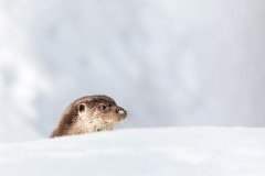 Loutre dans la neige