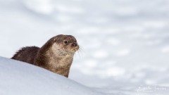 Loutre dans la neige
