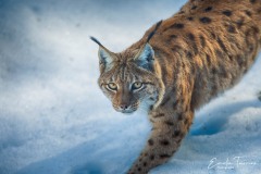 Lynx dans la neige
