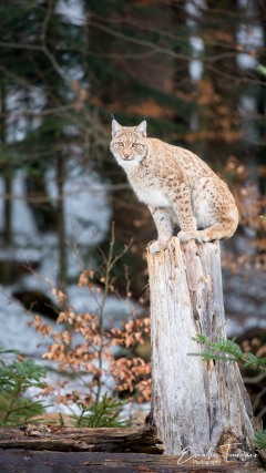 Chat perché