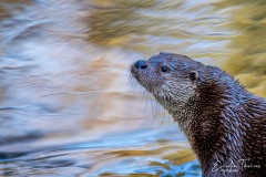 Loutre pensive