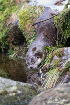 Loutre