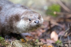 Loutre