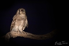 Vision nocturne