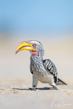 Zazou