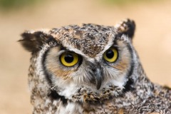 Hibou grand-duc africain