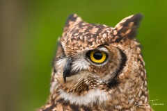 Hibou moyen duc