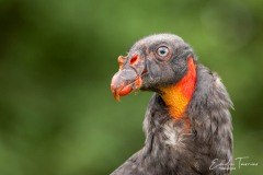 Vautour pape