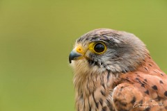 Faucon crécerelle