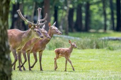 Famille
