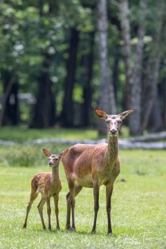 Famille