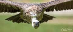 Vautour africain