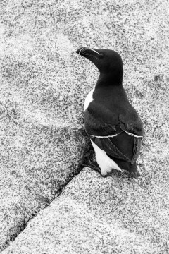 Ca c'est un pingouin