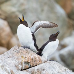Duo de pingouins