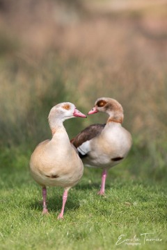 Couple d'ouettes