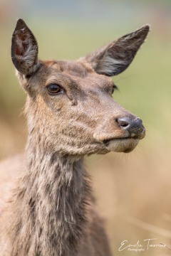 Attentive