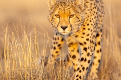 A pas de guépard