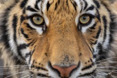 Dans les yeux du tigre