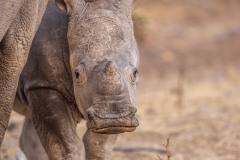 Bébé rhino