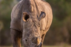 Au pied du rhino