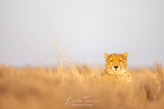 Le réveil du guépard