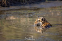 Pataugeoire à tigron