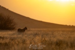 Un matin pas comme les autres