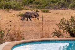 Vue sur un rhinocéros