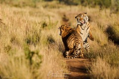 Afrique du Sud - Tigres