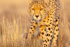 A pas de guépard