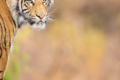 Emilie-Tournier-Photographe-animaliere-Brunoy-stage-photo-France-2