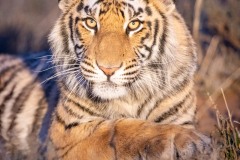 Emilie-Tournier-Photographe-animaliere-Brunoy-stage-photo-France