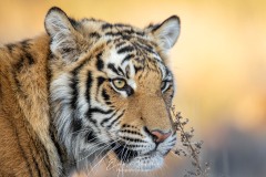 Portrait de tigre