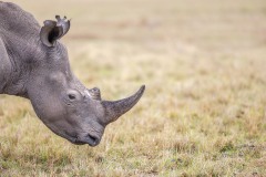 Tigres du Bengale