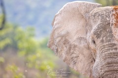 Auprès d'un géant