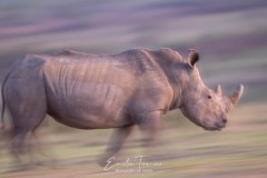 Envol de rhino